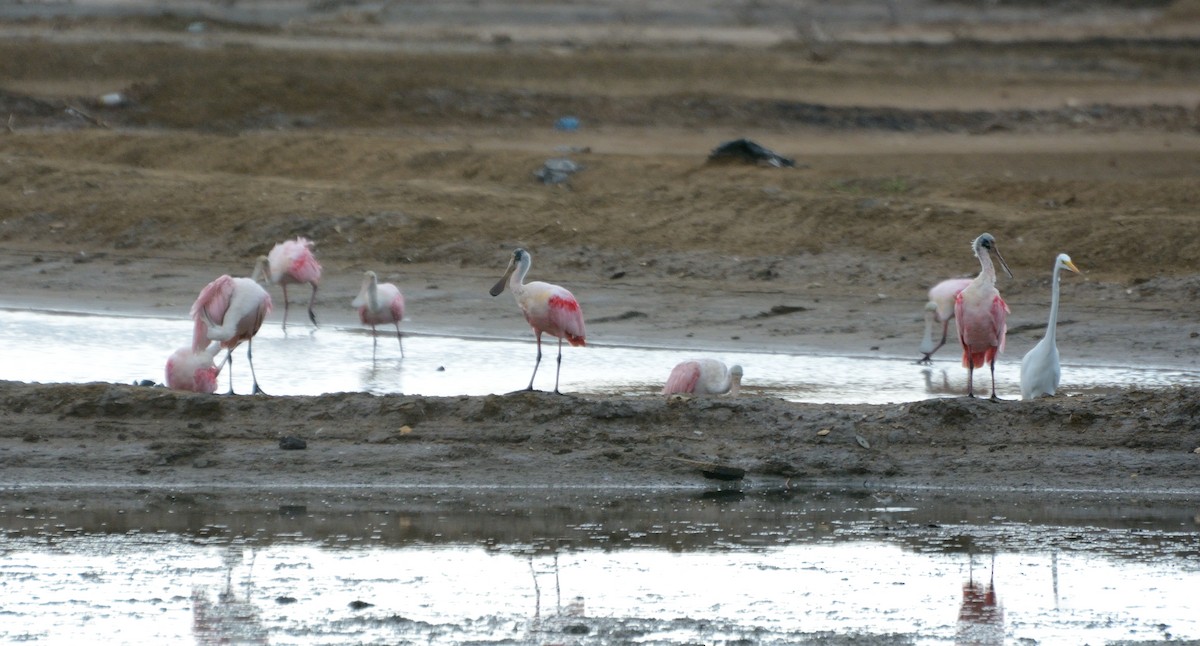 Roseate Spoonbill - ML231223761