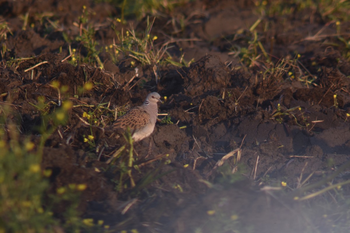 European Turtle-Dove - ML231224261