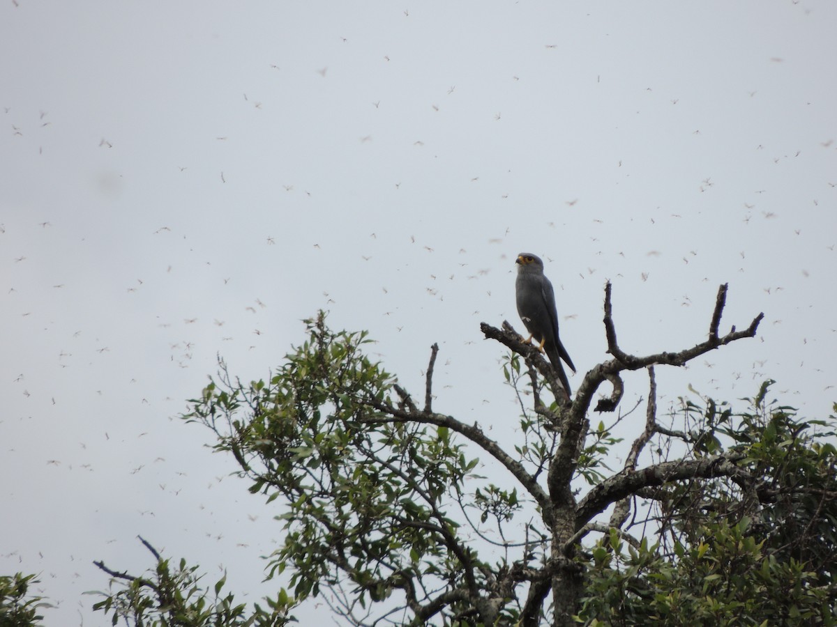 Gray Kestrel - ML231224471