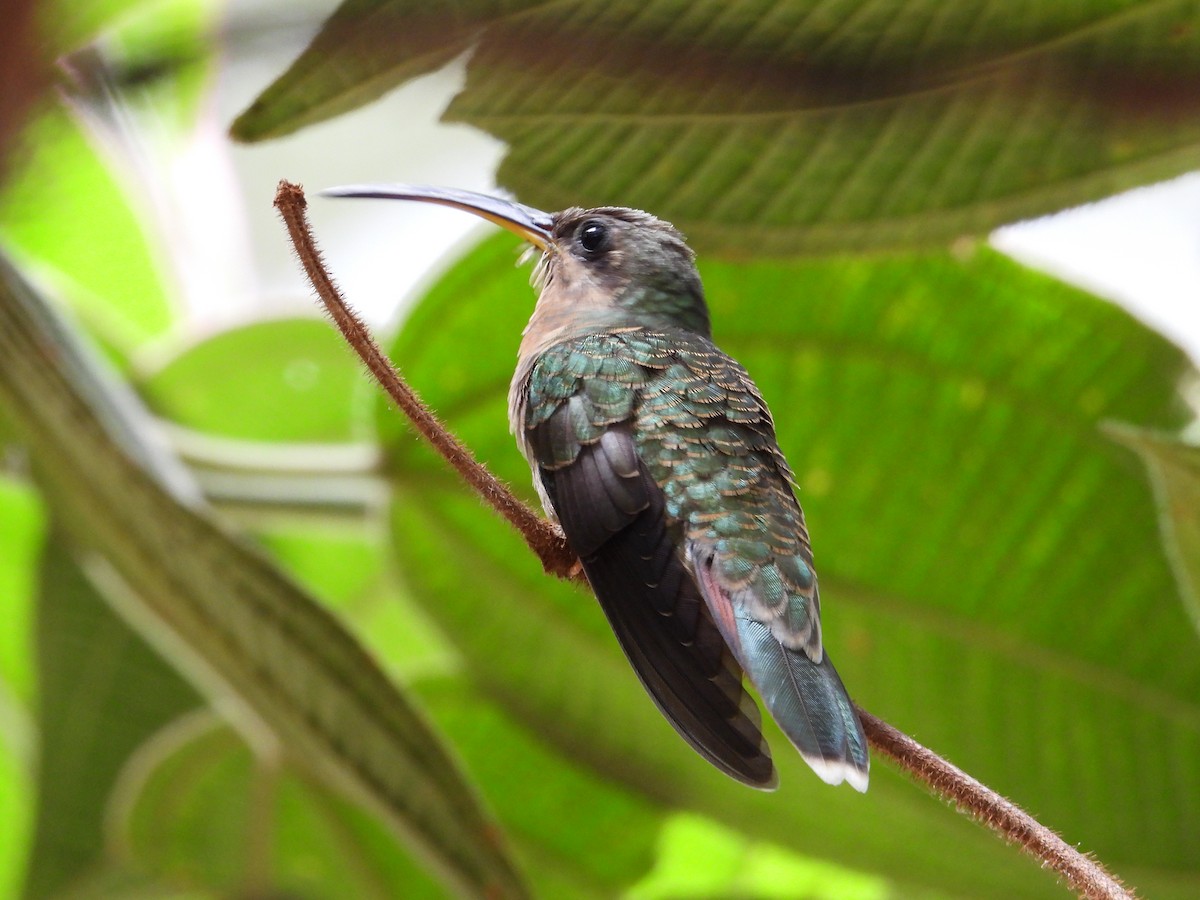 Rufous-breasted Hermit - ML231225291