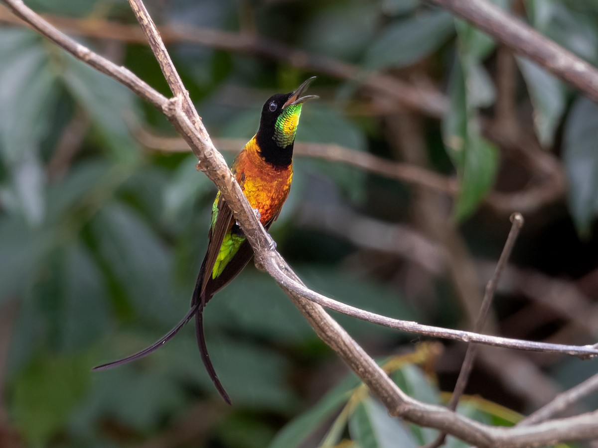 kolibřík zelenokostřečný - ML231225331