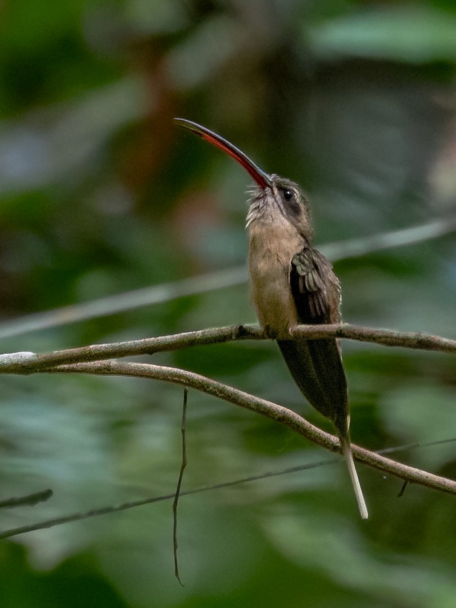 kolibřík dlouhozobý - ML231225361