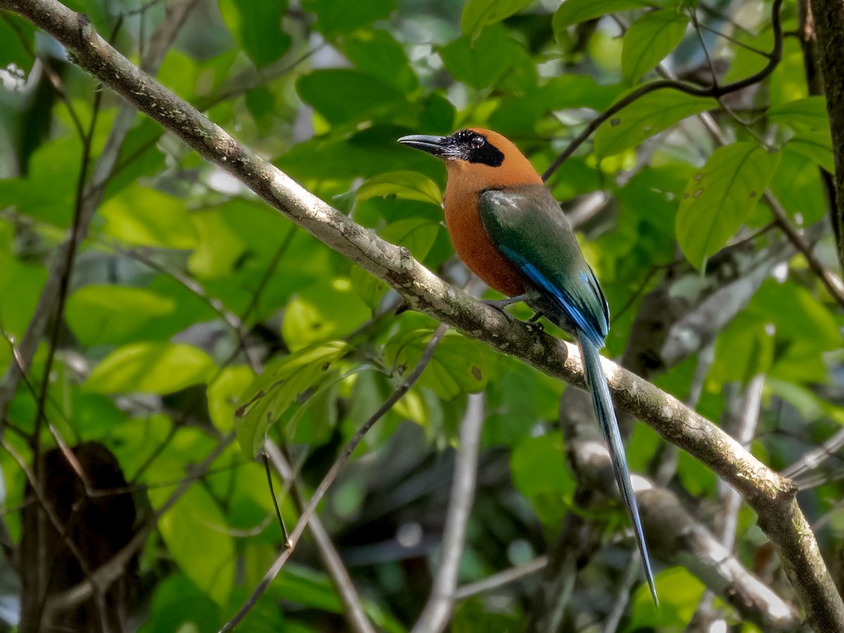 Rufous Motmot - ML231225541