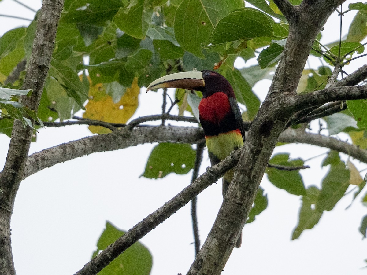 Ivory-billed Aracari (Brown-billed) - ML231225631