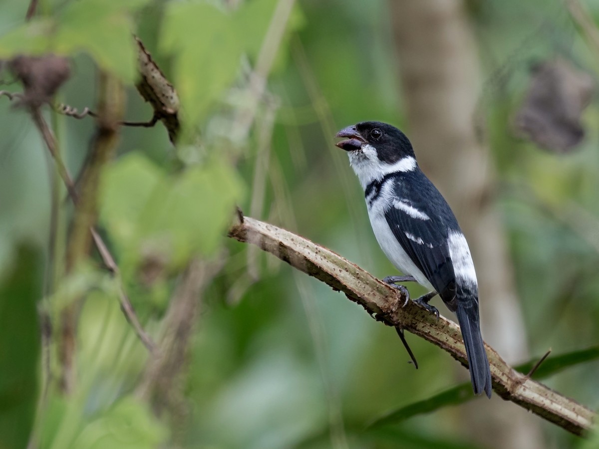 Wing-barred Seedeater (Caqueta) - ML231227191