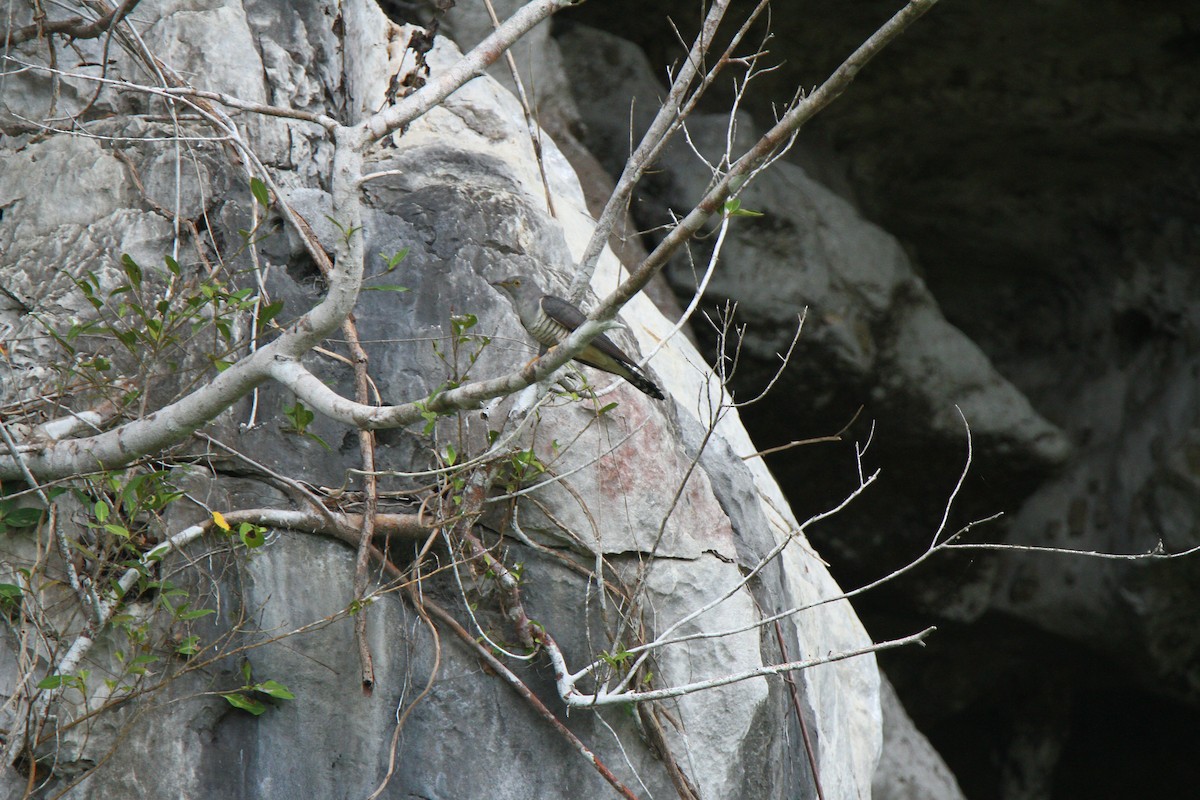Himalayan/Oriental Cuckoo - ML231227591