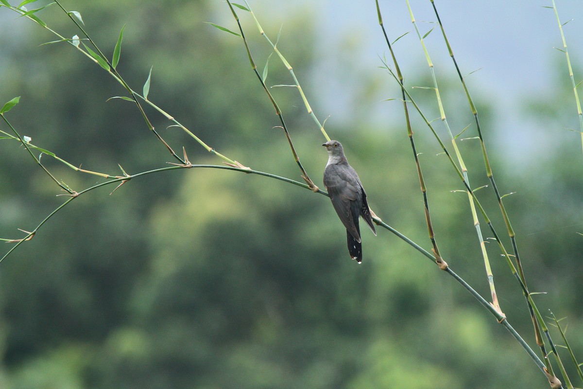 Himalayan/Oriental Cuckoo - Kuang-Ping Yu