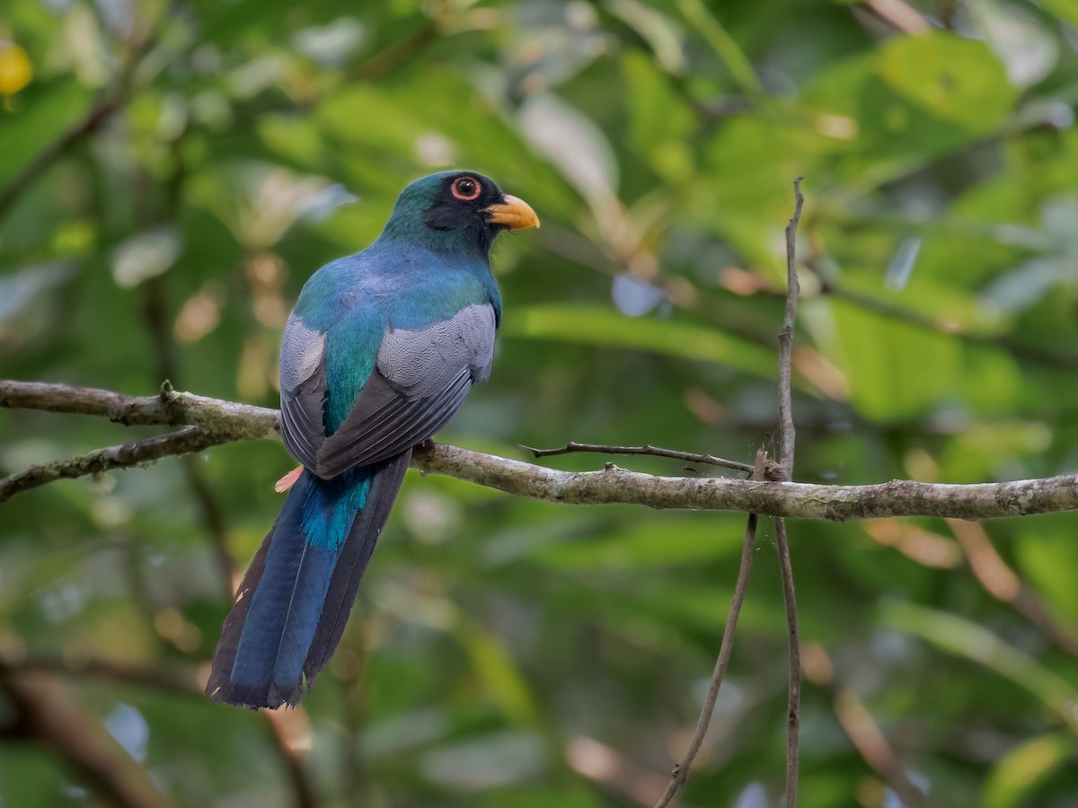 Black-tailed Trogon - ML231227921