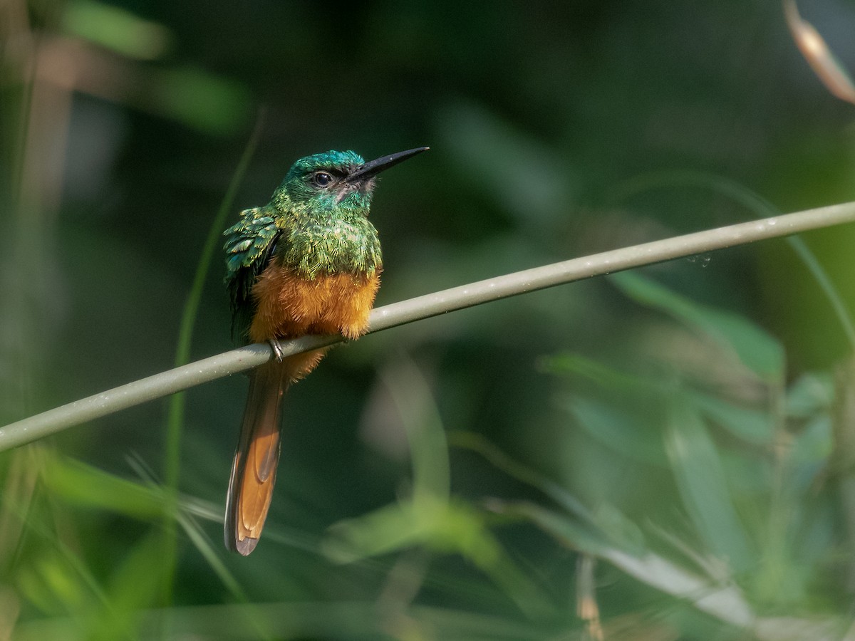 Bluish-fronted Jacamar - ML231227941