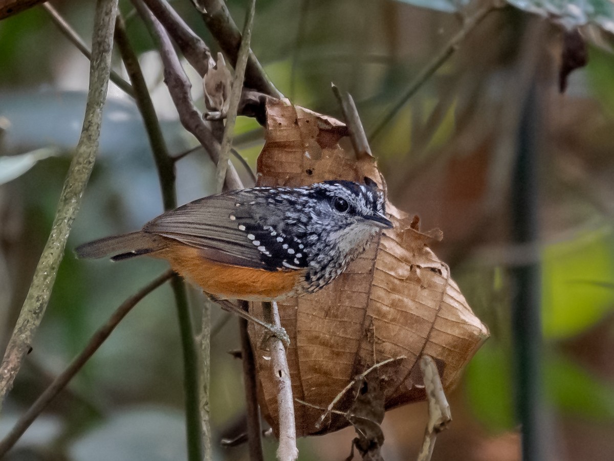 Peruvian Warbling-Antbird - ML231228031