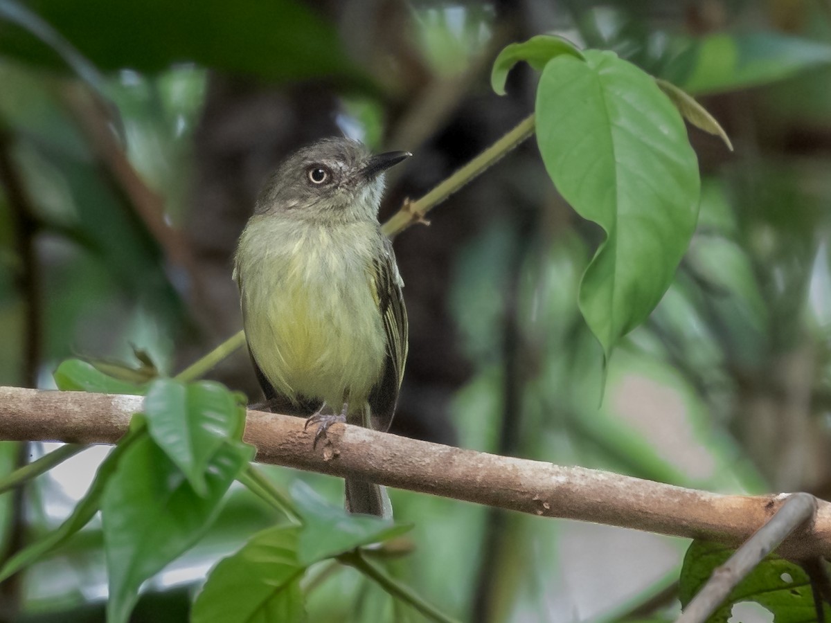 Johannes's Tody-Tyrant - ML231228041