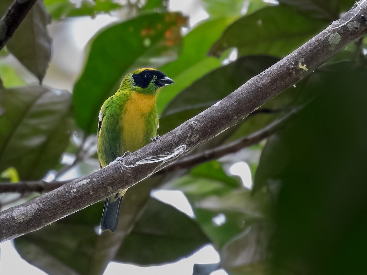 Green-and-gold Tanager - ML231228051