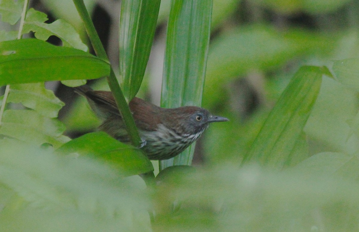 Bold-striped Tit-Babbler - Dave Bakewell