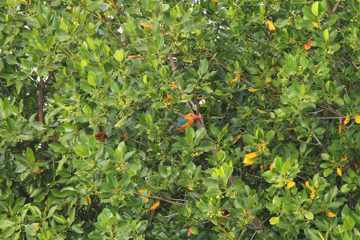 Stork-billed Kingfisher - ML231228121