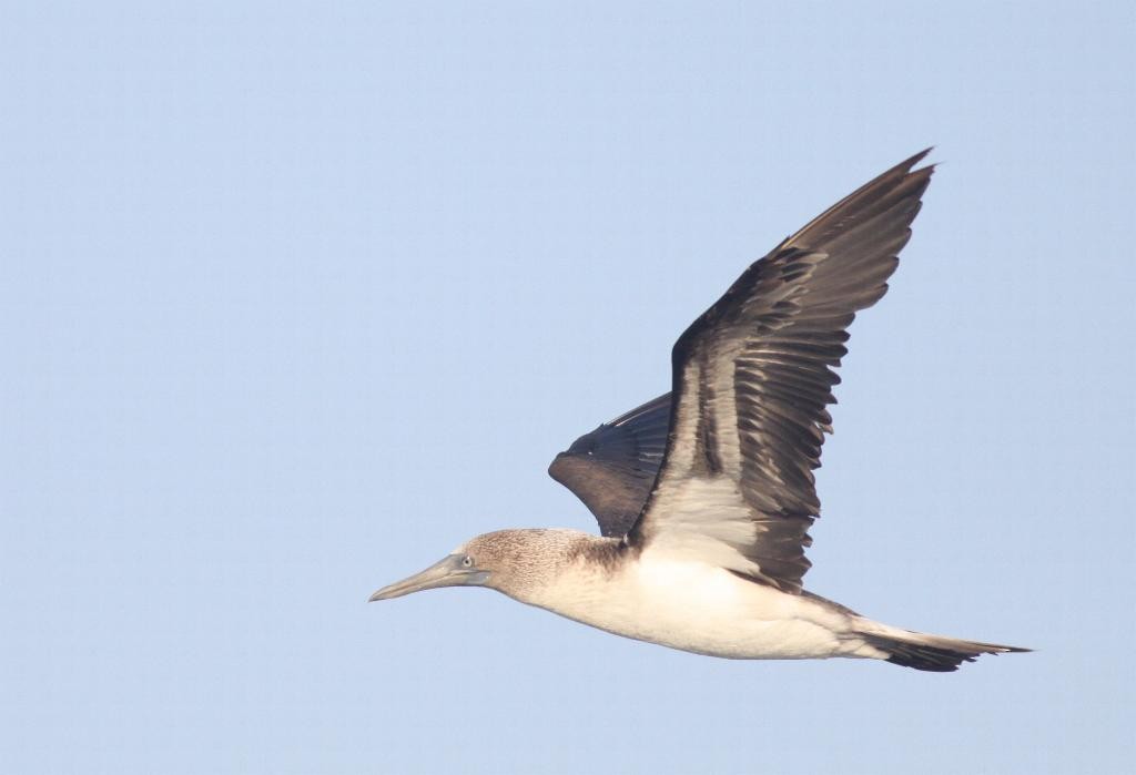 Blue-footed Booby - Ian Davies