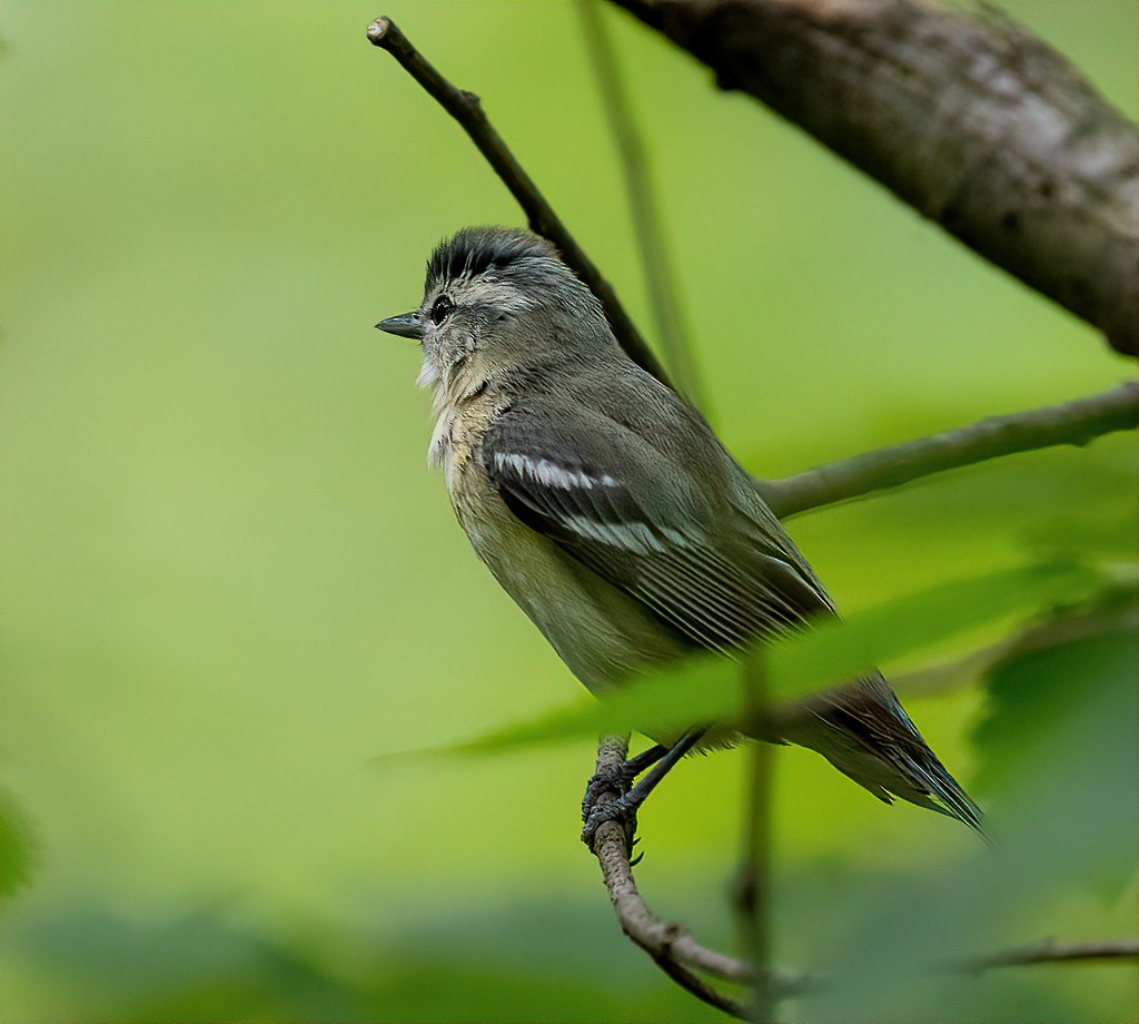 Cerulean Warbler - ML231230191