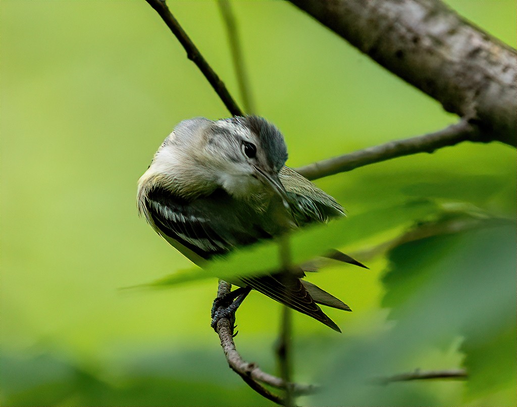 Cerulean Warbler - ML231230211