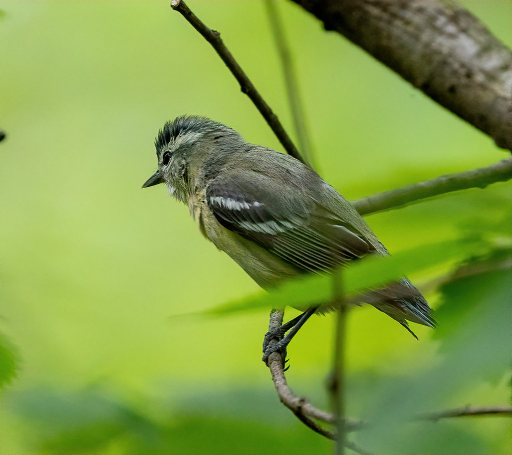 Cerulean Warbler - ML231230221