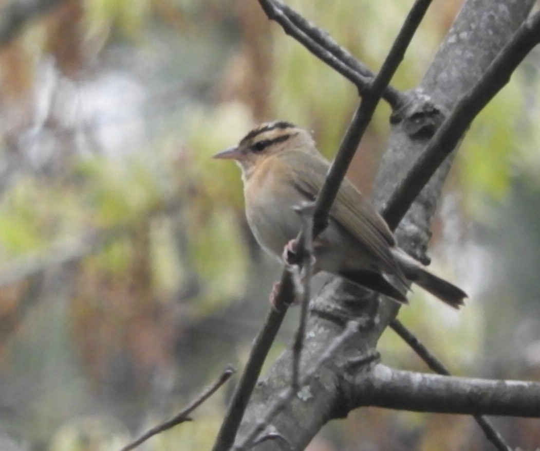 Worm-eating Warbler - ML231230371