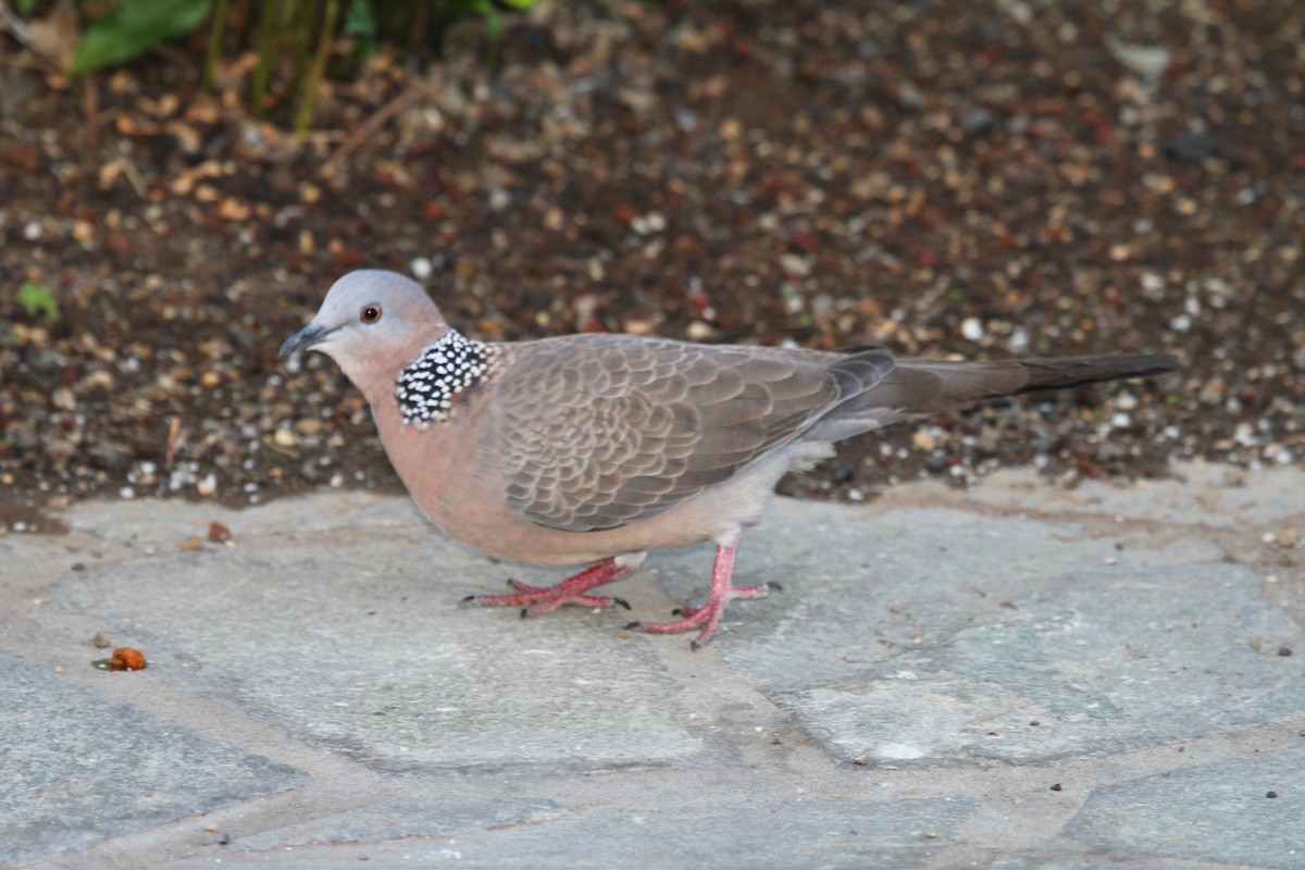 珠頸斑鳩 - ML23123111