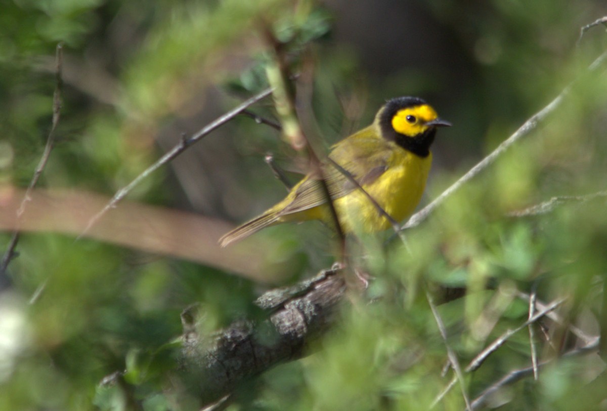 Hooded Warbler - Kevin Thompson