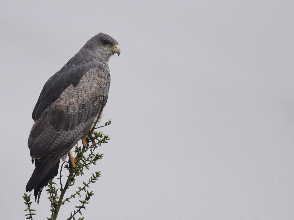 Black-chested Buzzard-Eagle - ML23123461