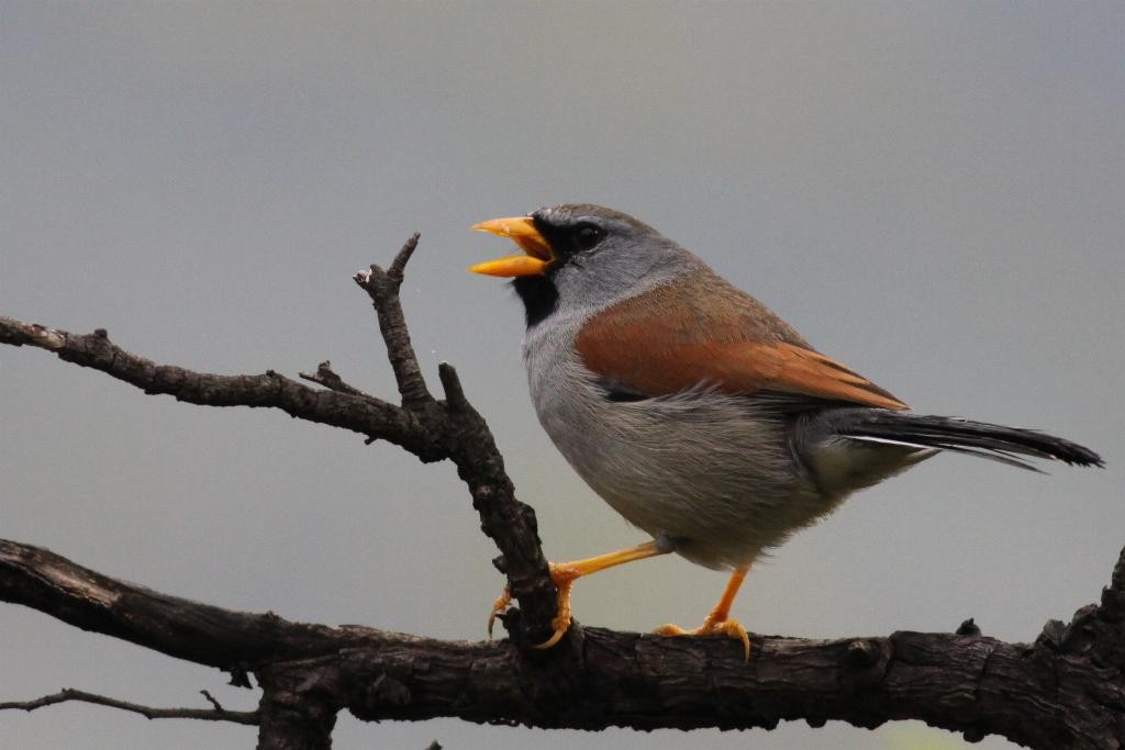 Great Inca-Finch - ML23123481