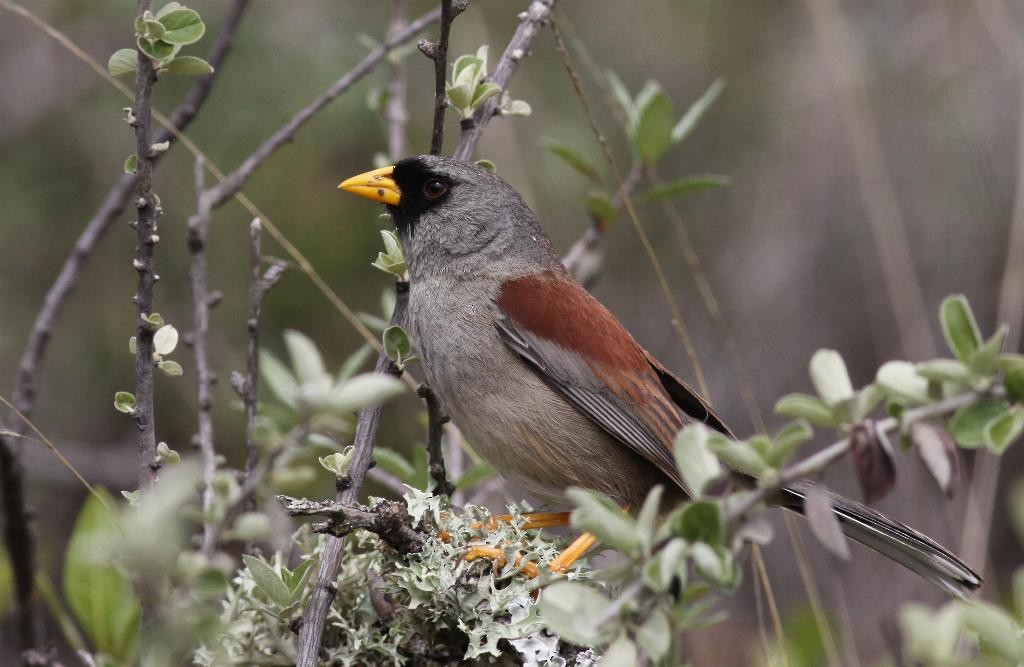 Rufous-backed Inca-Finch - Ian Davies