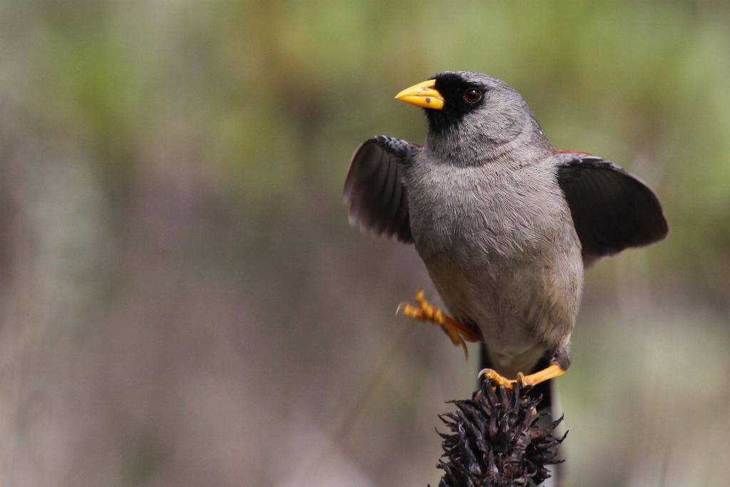 Rufous-backed Inca-Finch - ML23123501