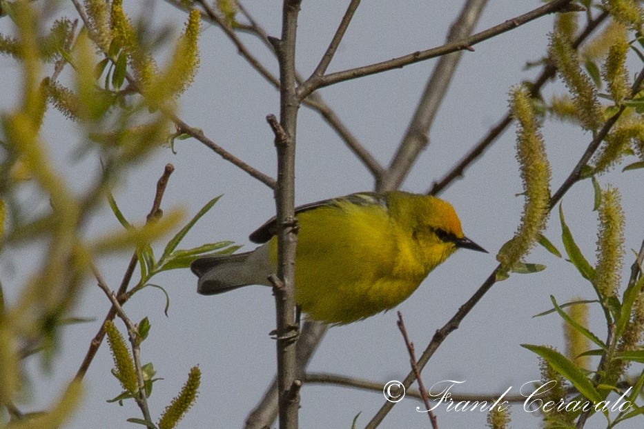 Blue-winged Warbler - ML231237021