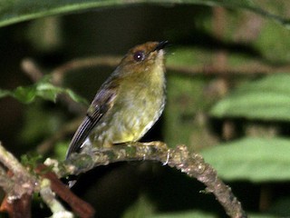Hazel-fronted Pygmy-Tyrant - Pseudotriccus simplex - Birds of the