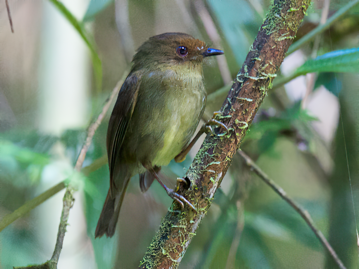 常緑樹 RARA Hazel-fronted Pygmy-Tyrant - Pseudotriccus simplex - Birds of the