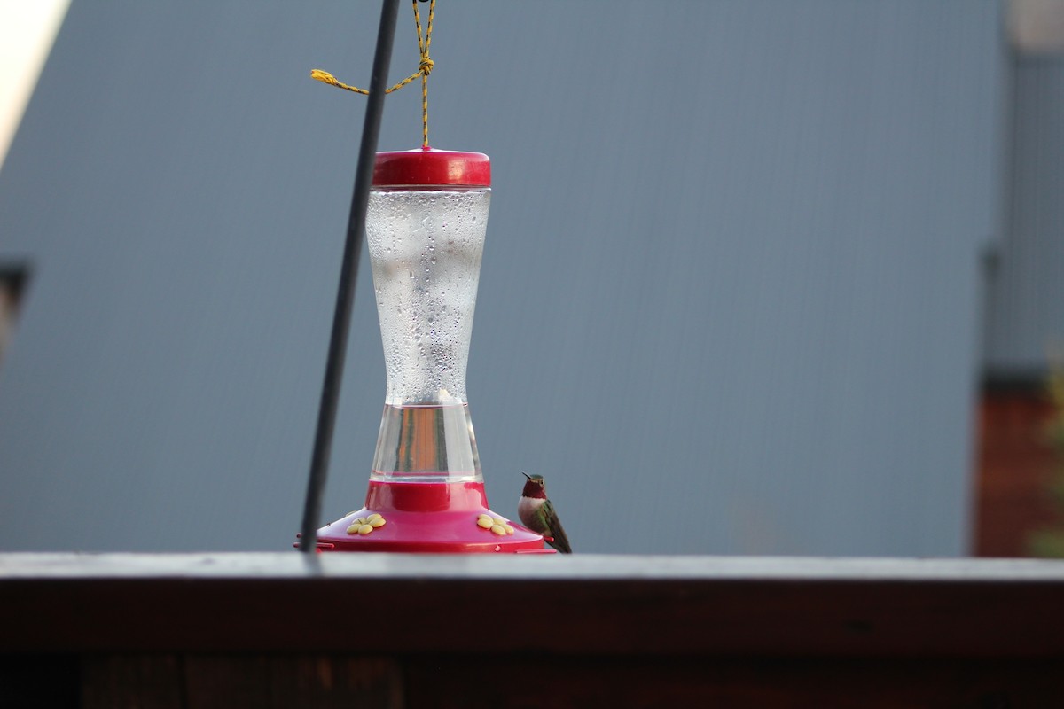 Broad-tailed Hummingbird - Holly Annala
