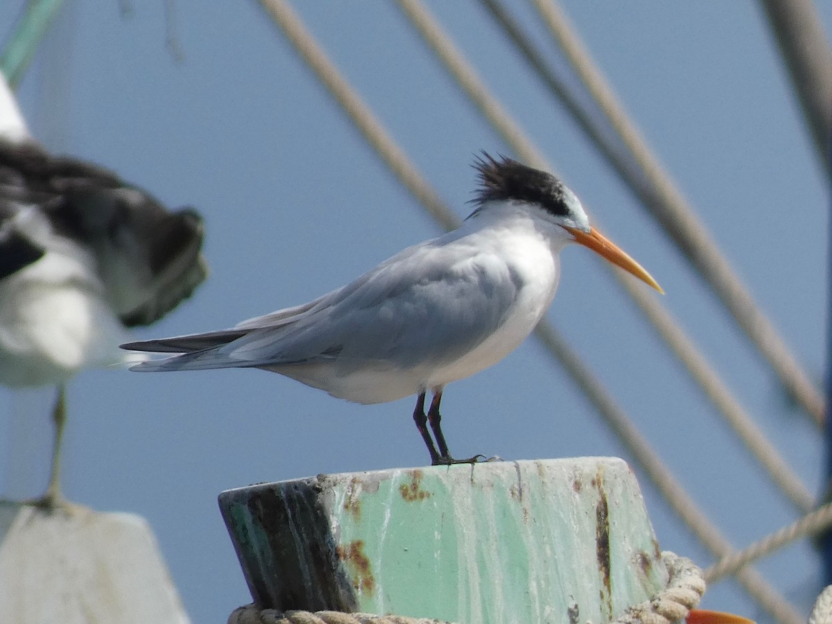 Elegant Tern - James Court