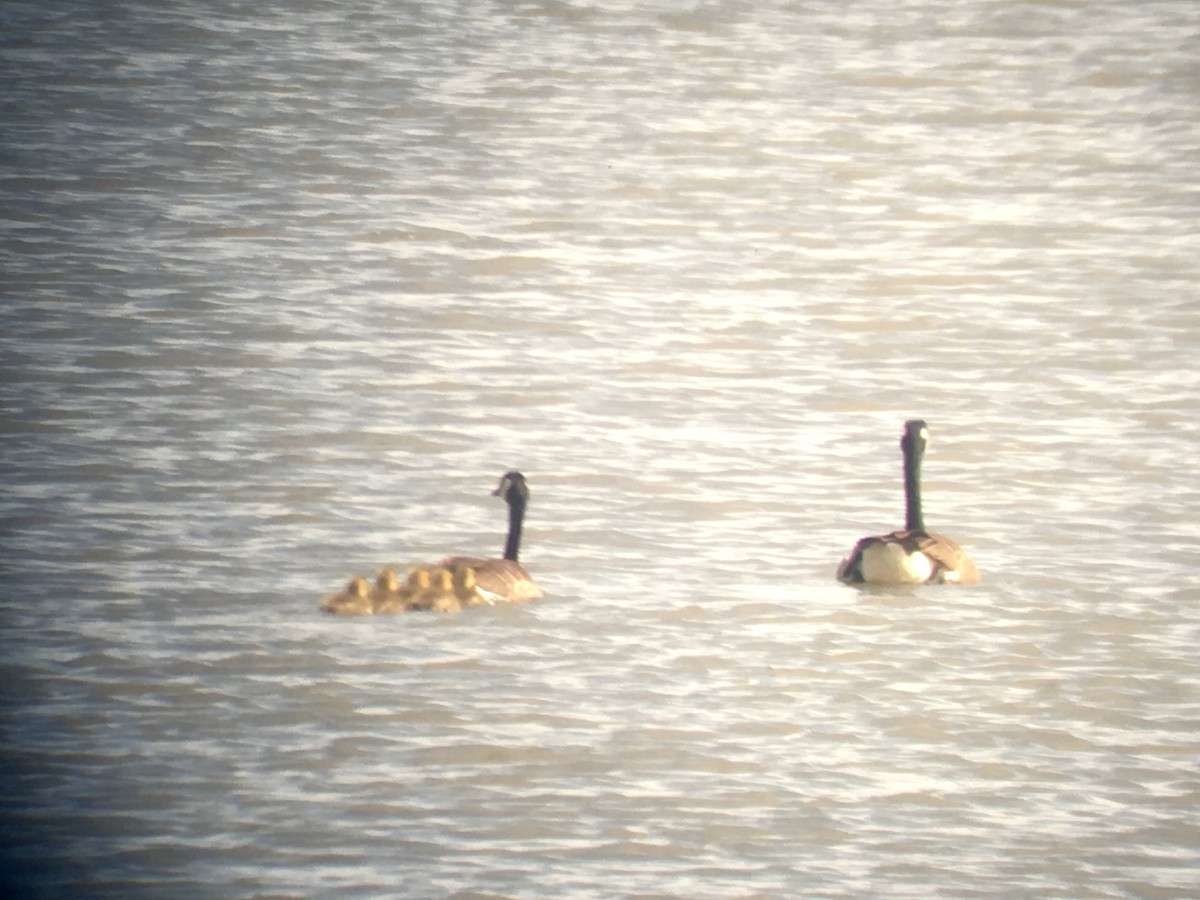 Canada Goose - ML231239041