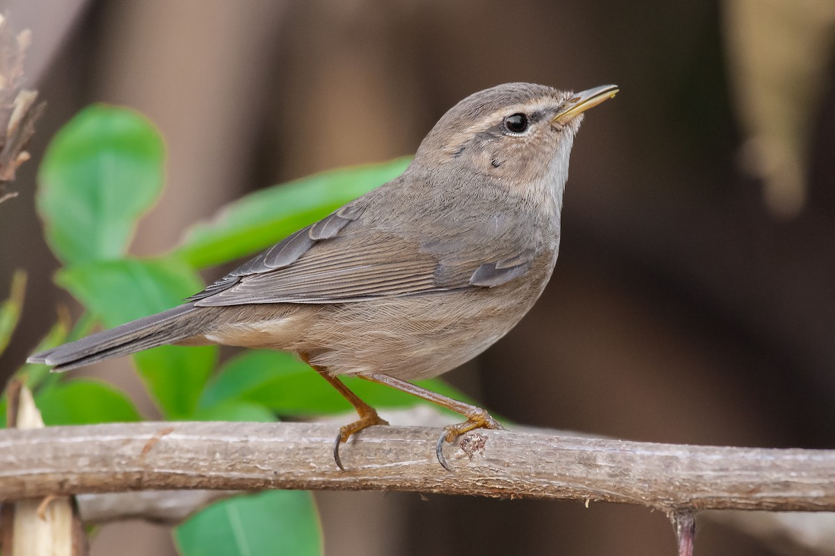 Dusky Warbler - ML231239301