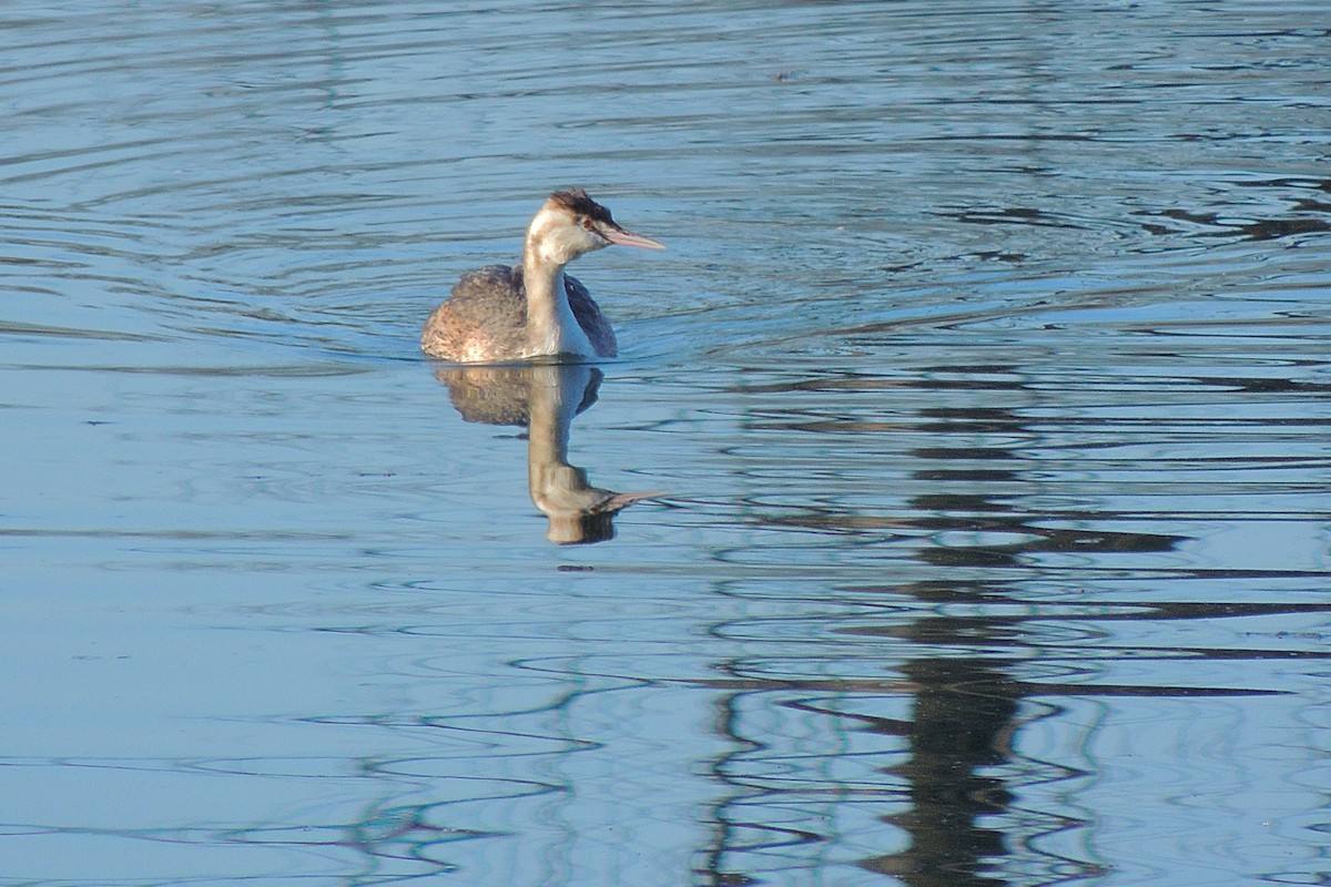 Great Crested Grebe - ML231239551