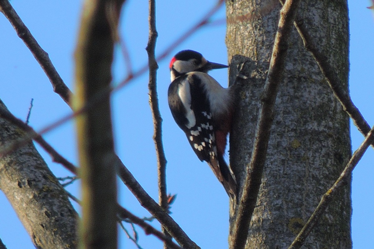 Great Spotted Woodpecker - ML231239761