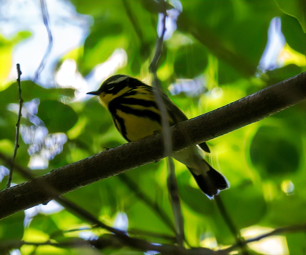 Magnolia Warbler - ML231239951