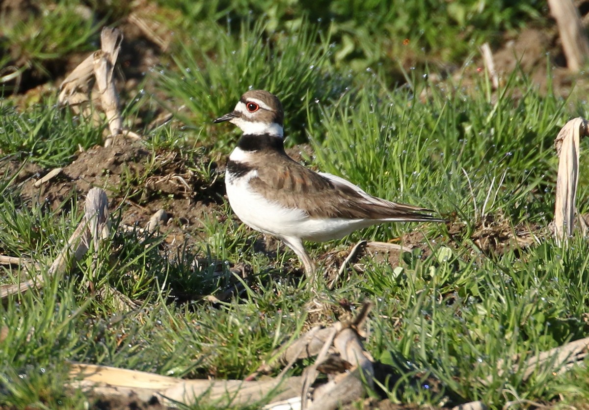 Killdeer - Robert Dixon