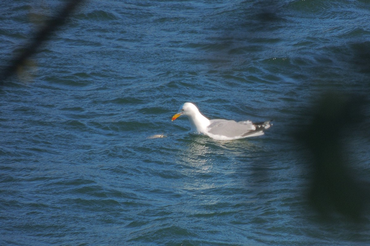Yellow-legged Gull - Lorenzo Cocco