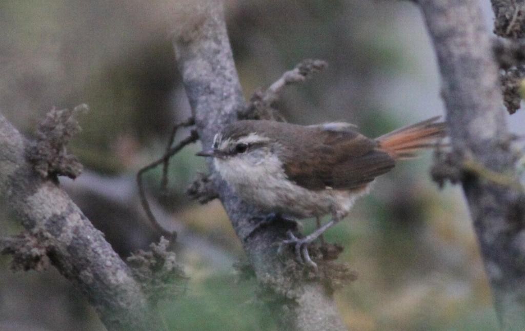 Necklaced Spinetail (La Libertad) - ML23124581