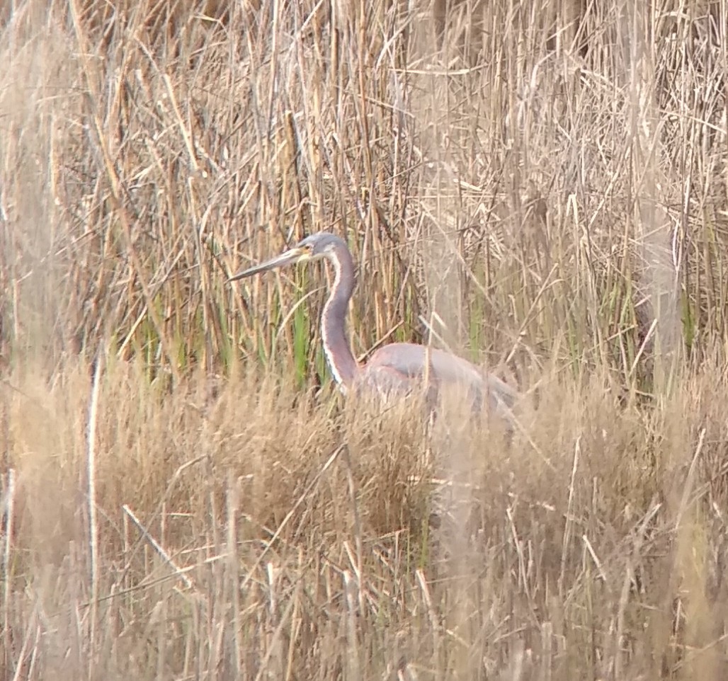 Tricolored Heron - Greg Hirth