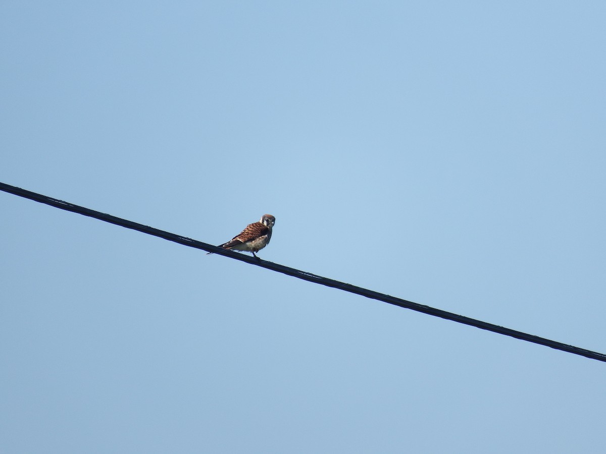 American Kestrel - ML23124861