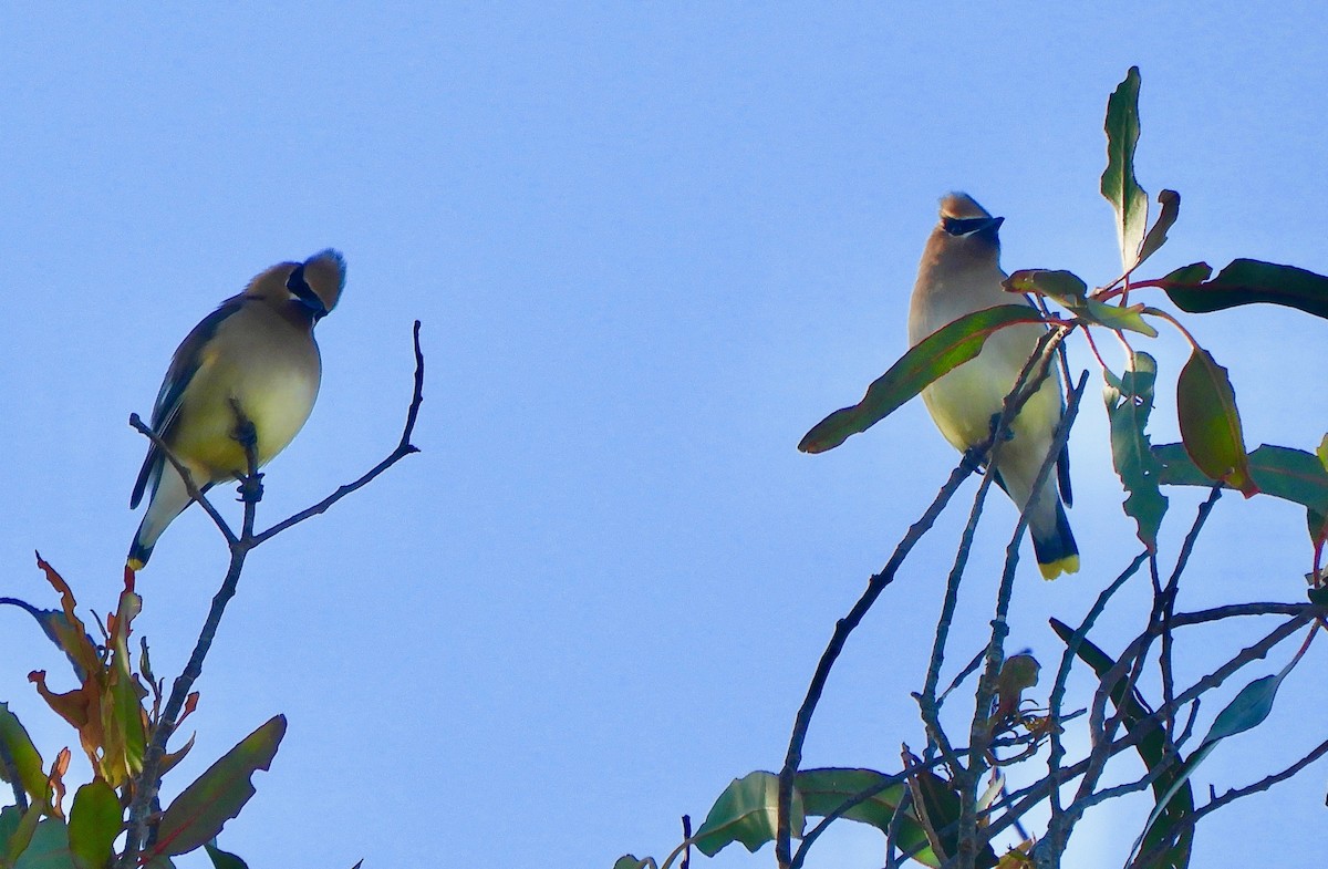 Cedar Waxwing - kimberlie moutoux