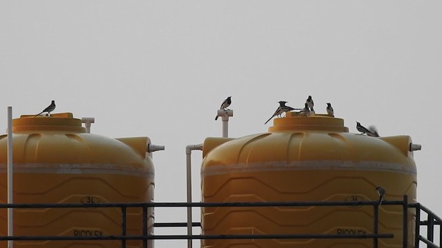 White-browed Wagtail - ML231250521