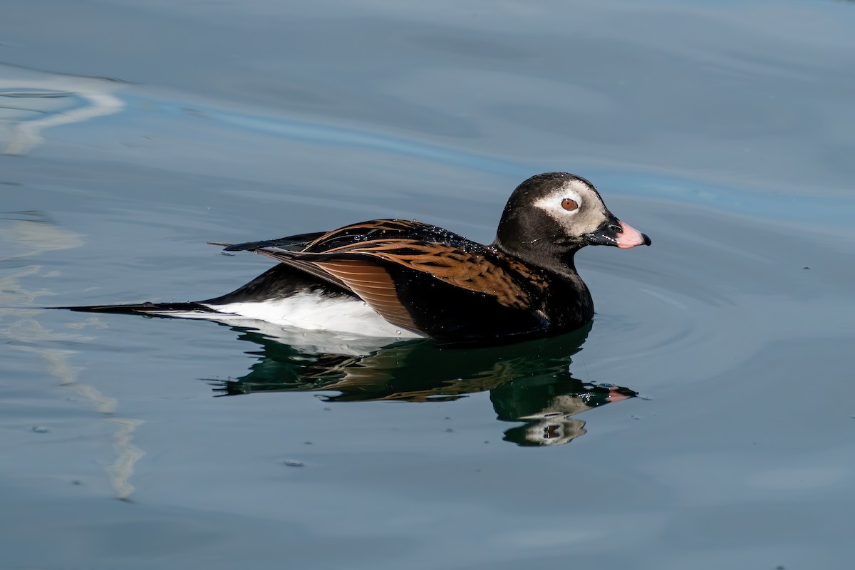 Long-tailed Duck - ML231251401