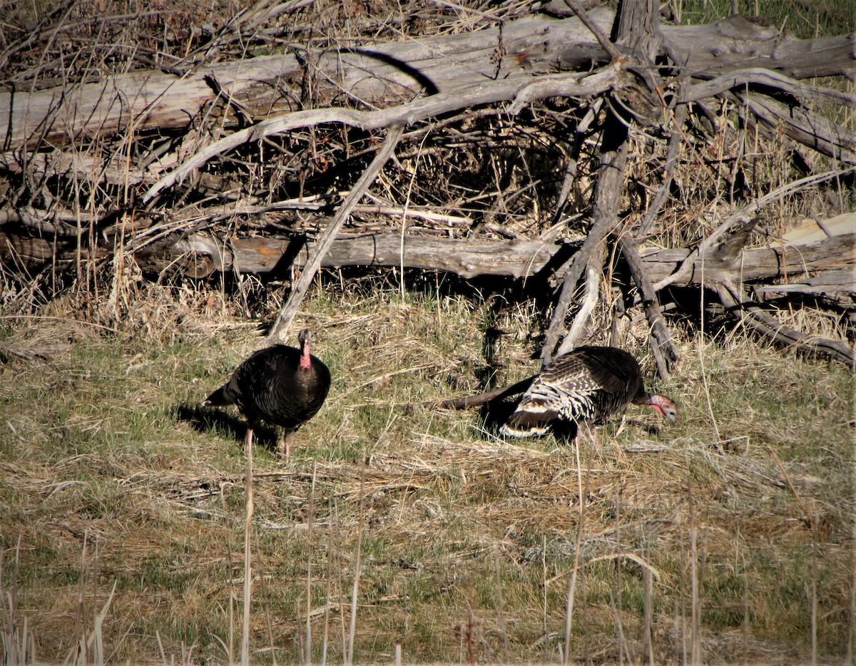 Wild Turkey - ML231256731
