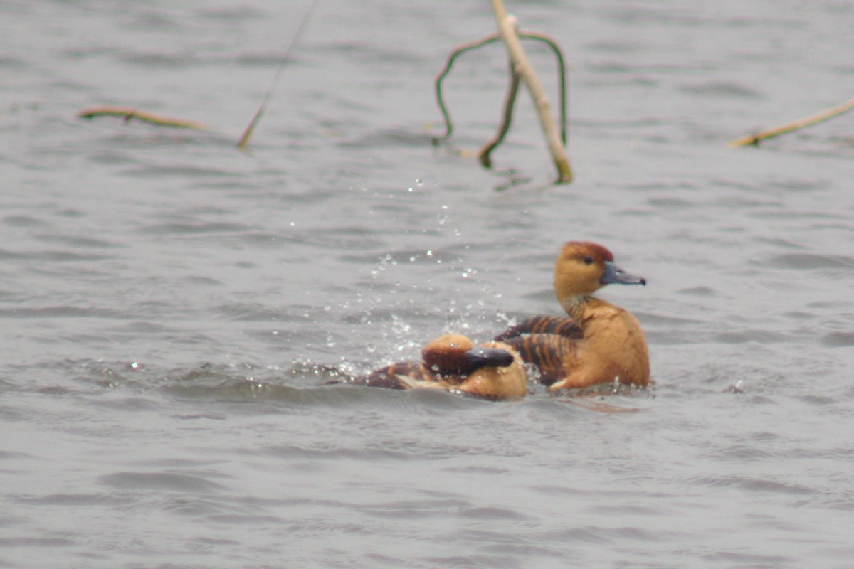 Fulvous Whistling-Duck - ML231256761