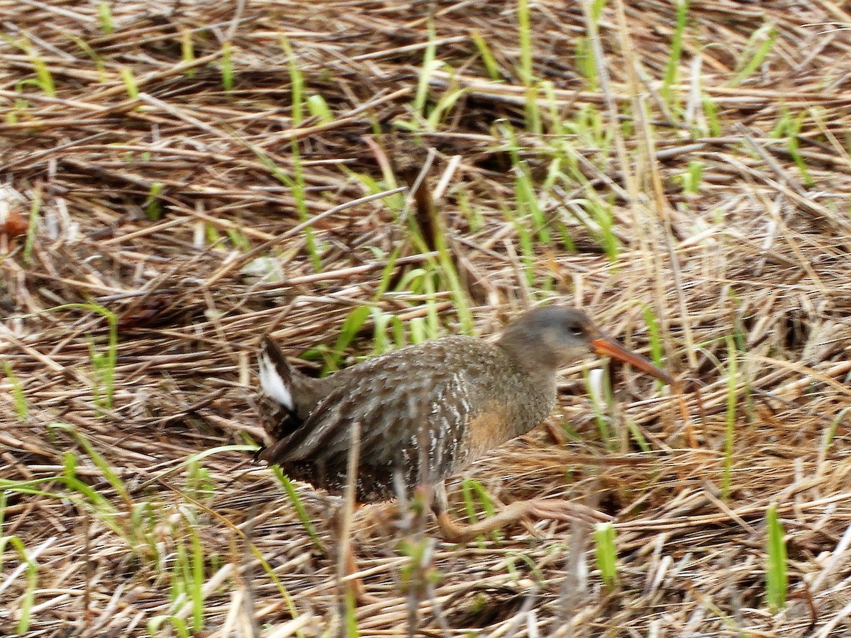 Clapper Rail - ML231259421